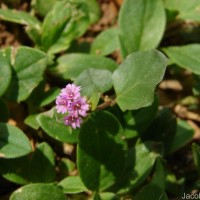 Boerhavia diffusa L.